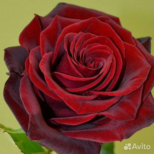 Розы домашние Курские