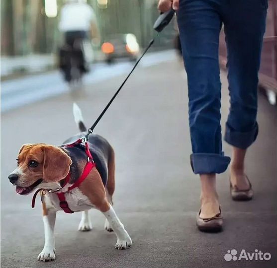 Выгул собак