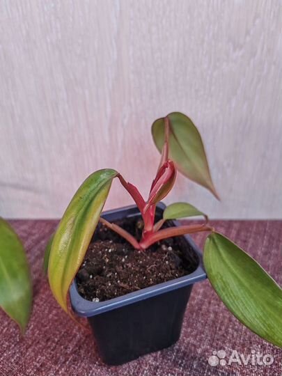 Филодендрон ред эмеральд