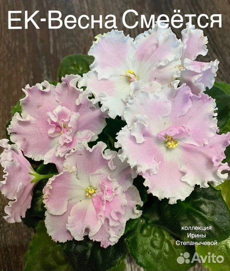 Фиалка детки