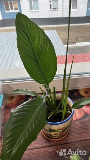Спатифиллум женское счастье