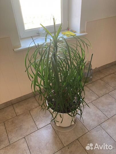 Бокарнея нолина (бутылочная пальма)