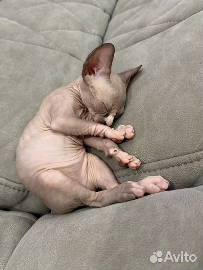 Канадский сфинкс котенок мальчик