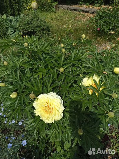 Пион Бартзелла