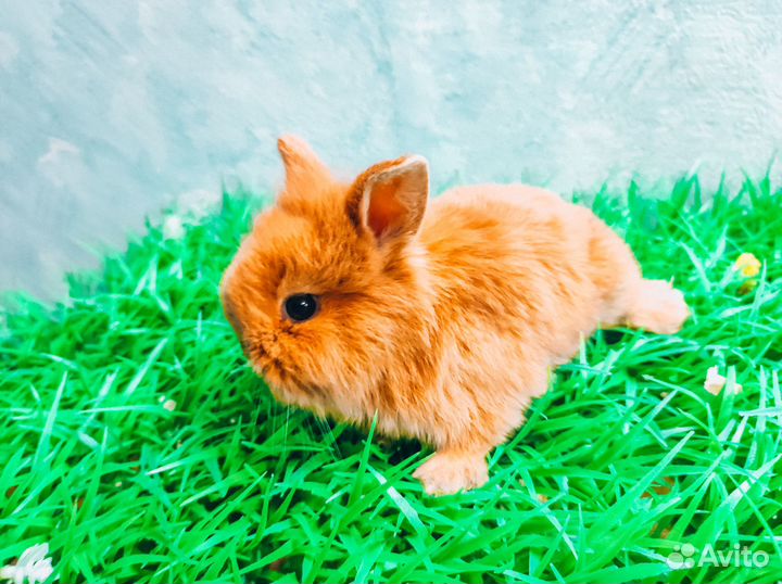 Мини карликовый кролик
