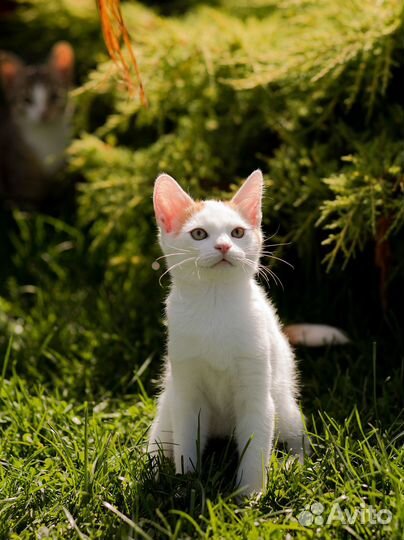 Котята британцы и бесплатно