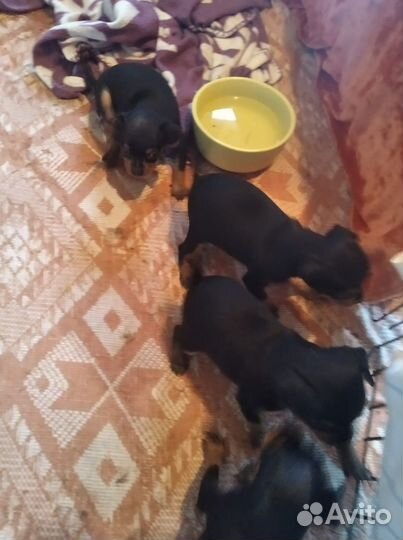 Тои терьер мини