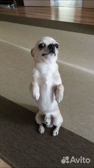 Передержка/догситтер собак, кошек и грызунов