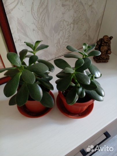 Толстянка(денежное дерево),алоэ (лечебное)