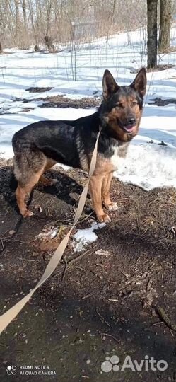 Собака Альмавир в добрые руки