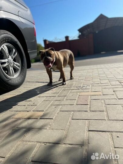 Американский булли