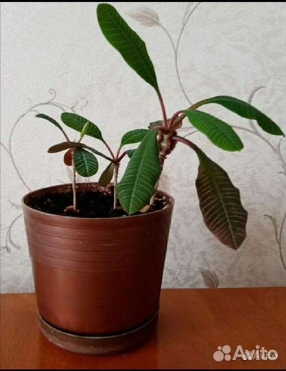 Цветы: Дримиопсис, Молочай