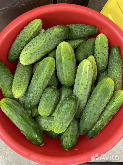 Огурцы свежие