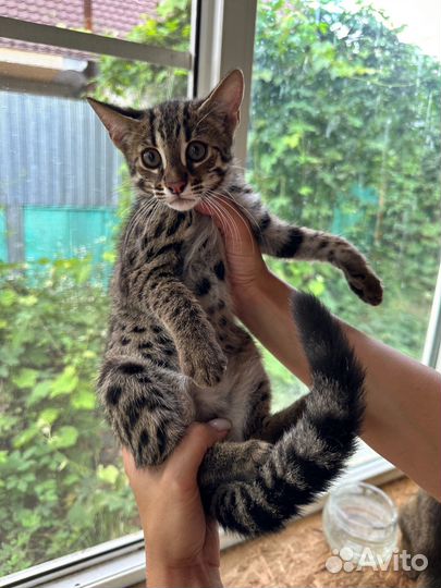 Бенгальские котята (гибриды ф1)