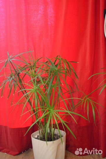 Циперус (Cyperus) Читайте текст объявления