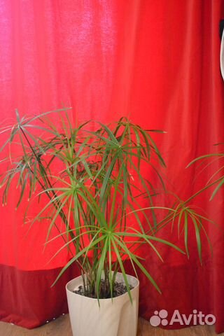 Циперус (Cyperus) Читайте текст объявления