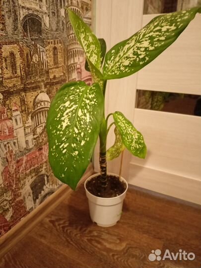 Диффенбахия