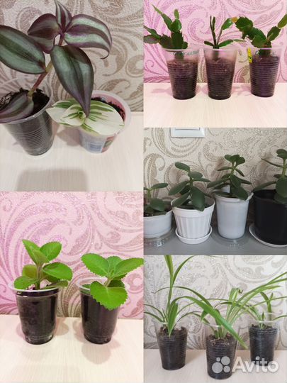 Комнатные цветы