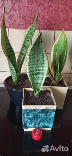 Цветы для дома