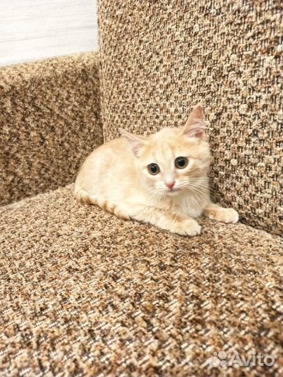 Котенок девочка в самые добрые руки