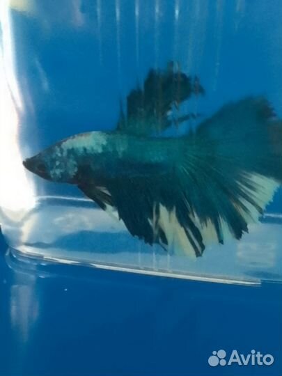 Аквариумная рыбка Петушок