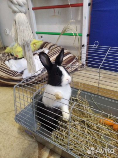Кролик с Клеткой