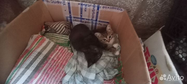 Котята в добрые руки