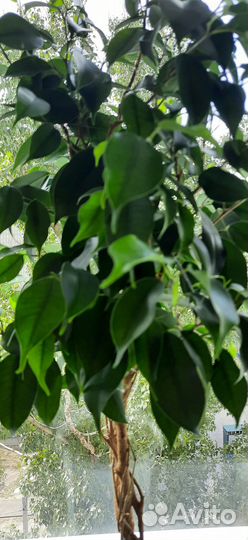 Фикус Бенджамина и др. цветы