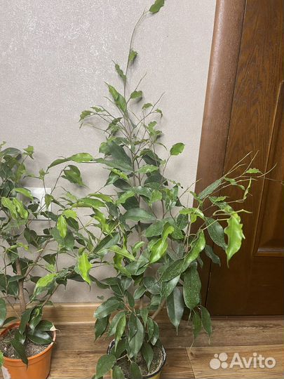 Фикус бенжамена комнатные растения
