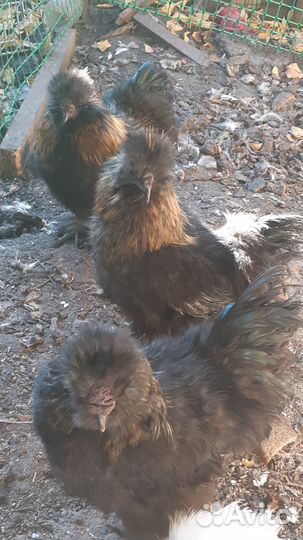 Петух китайский шелковый