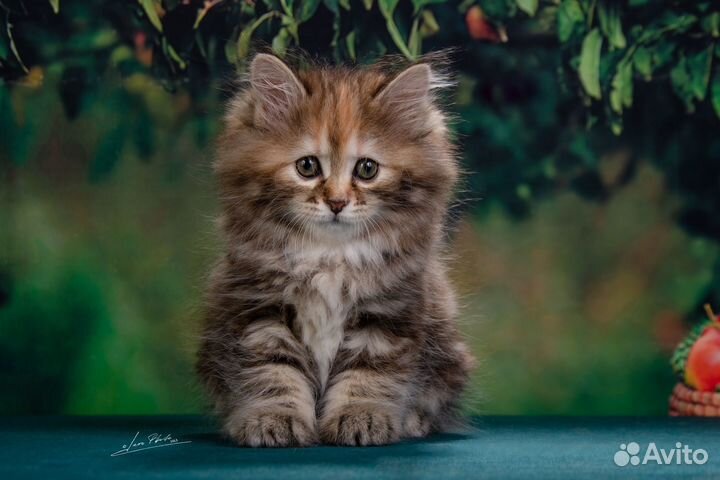 Курильский бобтейл из питомника