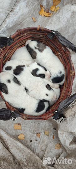 Щенки алабая