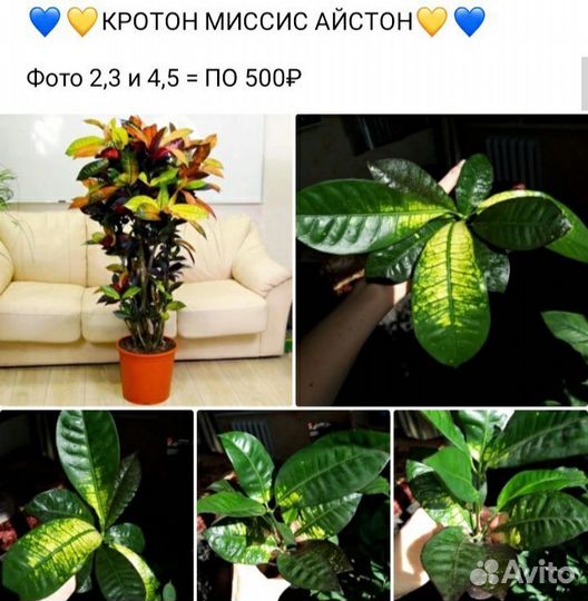 Кротоны