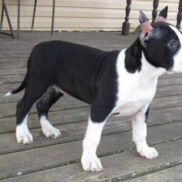 Американский стаффордширский терьер, щенок