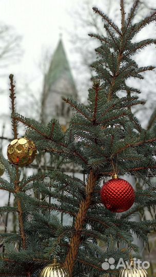 Экскурсии в калининграде