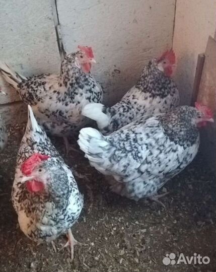 Куры. Цыплята Пушкинские