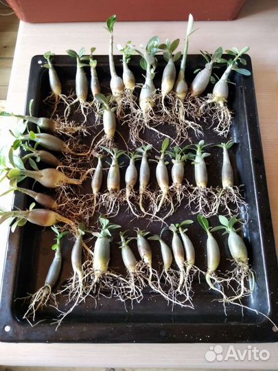 Гардения жасминовая, Адениумы