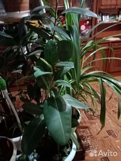 Фикус с горшком