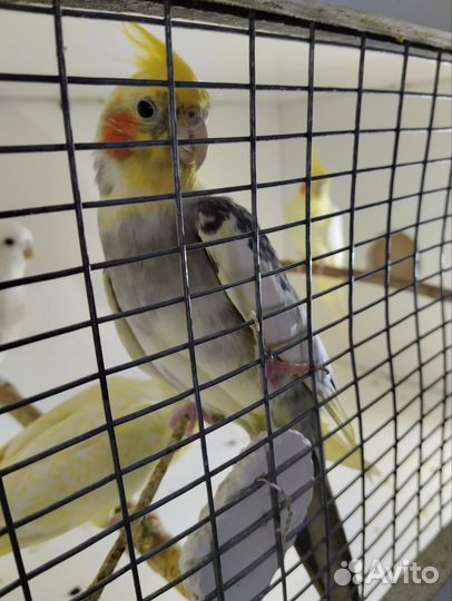 Попугай Корелла, неразлучник Фишера, волнистый