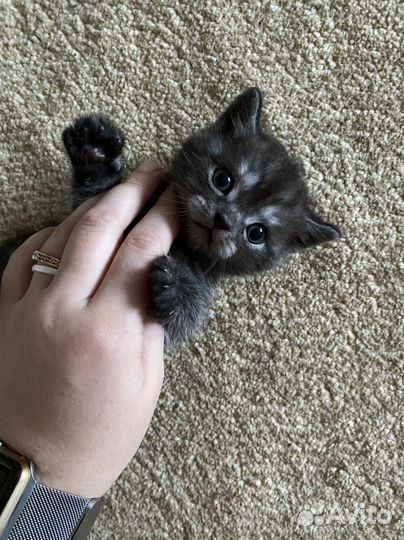 Котята