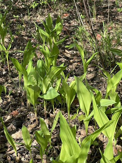 Дача 40 м² на участке 6 сот.