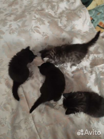 Котята домашние