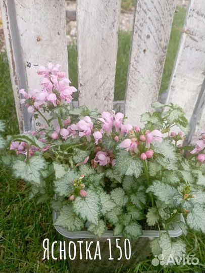 Многолетники растение для сада яснотка