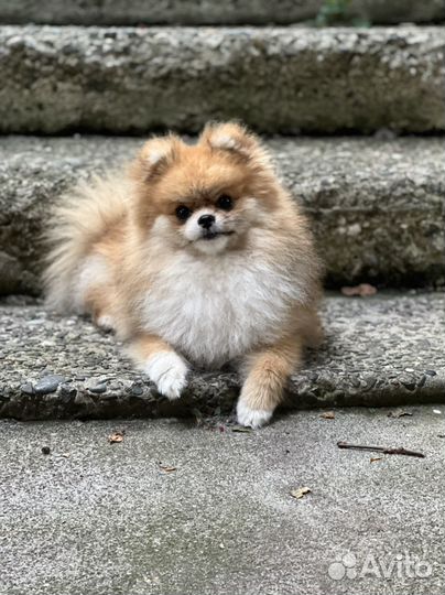 Вязка собак шпиц