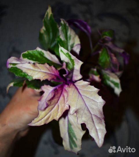 Комнатные растения