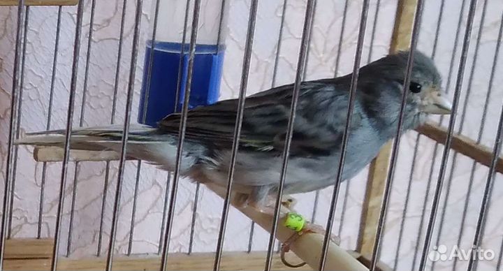 Канарейка овсяночного напева