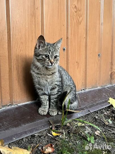 Котенок мальчик 3 месяца