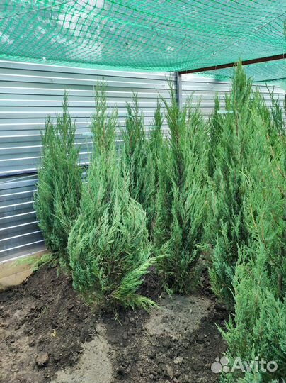 Можжевельник Блю Эрроу/ саженцы хвойных растений