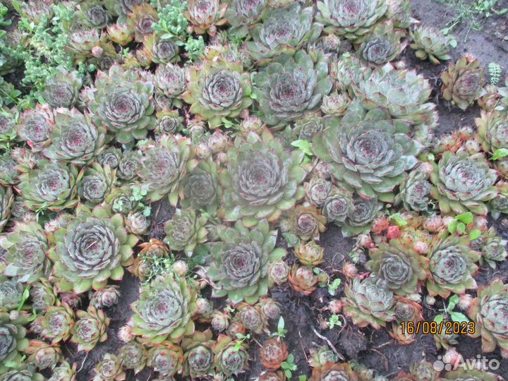 Продам многолетние растения для дачи