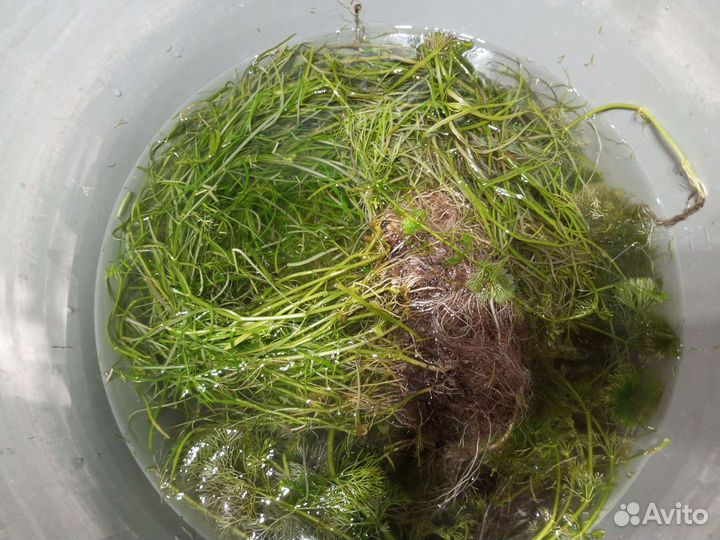 Прополка, аквариумные растения